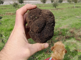 En la Patagonia hay condiciones para el cultivo de trufas.