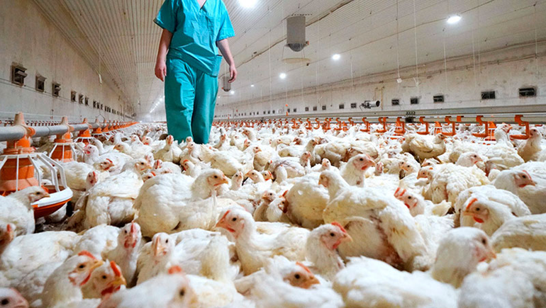 Confirman un primer caso de gripe aviar en Río Negro