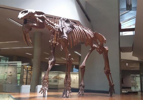 Hallaron en Rumanía fósiles de un ancestro del elefante