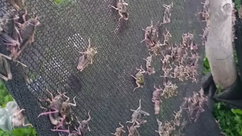 tucura sapo 2025: brotes alarmantes con mas de 150 individuos por m² en patagonia tucura sapo 2025: brotes alarmantes con mas de 150 individuos por m² en patagonia