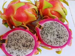 Pitahaya en pleno desarrollo: la rusticidad de esta cactácea perenne se adapta a condiciones subtropicales del norte argentino con manejo adecuado. Pitahaya en pleno desarrollo: la rusticidad de esta cactácea perenne se adapta a condiciones subtropicales del norte argentino con manejo adecuado.