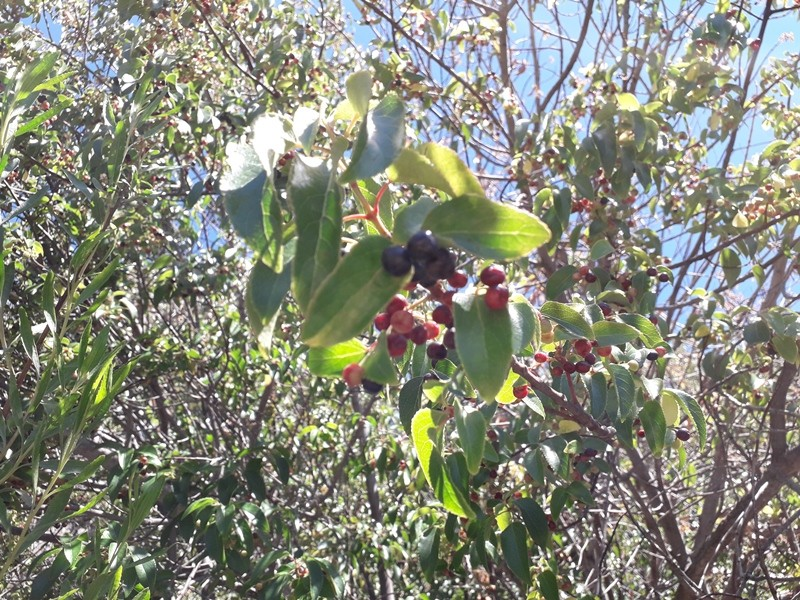 Es una pequeña baya de color violeta intenso con propiedades nutricionales y antioxidantes que la convierten en un superalimento nativo de la Patagonia. Foto: INTA
