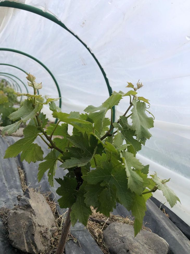 Supervivencia y madurez del fruto: Los dos grandes retos del experimento de vides en latitudes extremas. Foto: gentileza