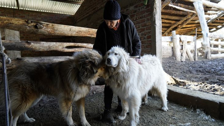 Implementó el manejo con perros protectores para cuidar a su ganado. Foto: Miguel Villegas Implementó el manejo con perros protectores para cuidar a su ganado. Foto: Miguel Villegas