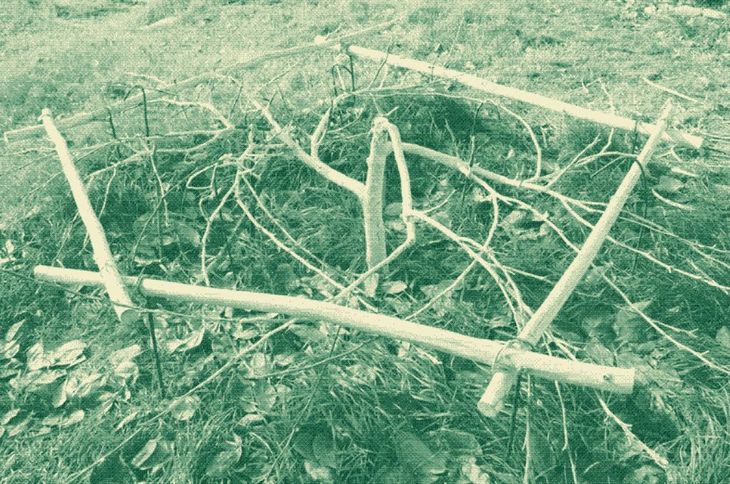 Cultivo rastrero aplicado a un manzano donde la temperatura era inferior a los -20°C. Fotografía tomada en 1949 en zonas cercanas al Caspio.