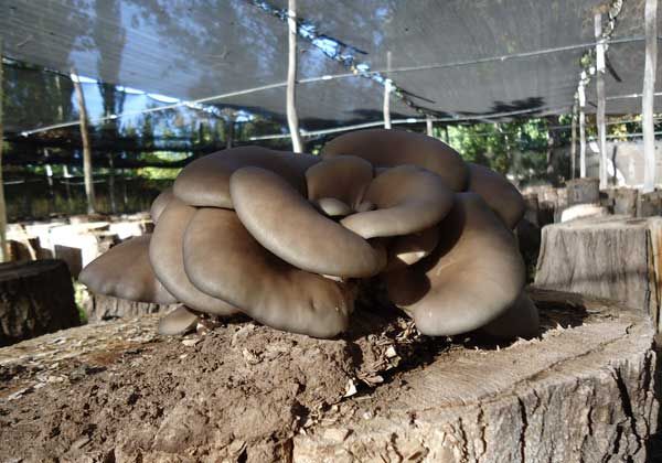 Neuquén posee la mayor producción de gírgolas del país