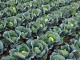 Cultivo de repollo: costos para Otoño-Invierno 2025