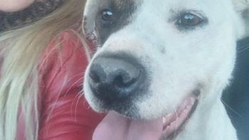 Akira, la perra rescatada en Comodoro Rivadavia. Akira, la perra rescatada en Comodoro Rivadavia.