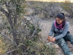 Una investigadora del CONICET en plena tarea en los suelos de la Patagonia. Una investigadora del CONICET en plena tarea en los suelos de la Patagonia.