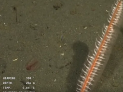 Las hipótesis más sólidas en la misión del CONICET indican que podría tratarse de una especie emparentada con las plumas de mar (Petroeides breviradiatum), animales coloniales que se alimentan filtrando el agua. Las hipótesis más sólidas en la misión del CONICET indican que podría tratarse de una especie emparentada con las plumas de mar (Petroeides breviradiatum), animales coloniales que se alimentan filtrando el agua.