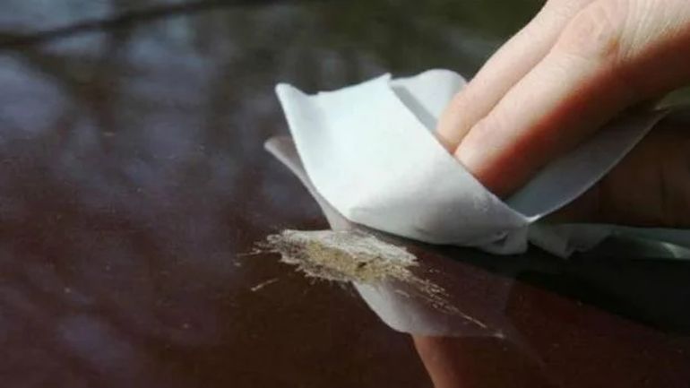 Usar un paño humedecido ayuda a limpiar mejor la cacá de pájaro del auto.  Usar un paño humedecido ayuda a limpiar mejor la cacá de pájaro del auto.