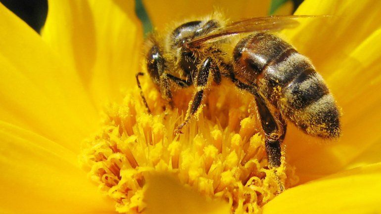 Las abejas son vitales para la polinización de cultivos clave.