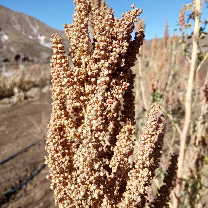 Plantaciones de Varvarquinoa en la cordillera neuquina bajo manejo agroecológico familiar. Foto: INTA Plantaciones de Varvarquinoa en la cordillera neuquina bajo manejo agroecológico familiar. Foto: INTA