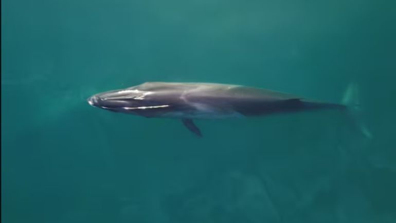 La ballena jorobada, en las aguas del mar argentino austral. La ballena jorobada, en las aguas del mar argentino austral.