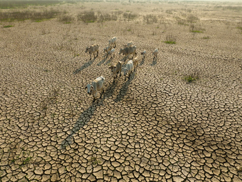 La Organización Meteorológica Mundial y la FAO alertan de impactos simultáneos en agricultura, océanos y trabajo rural por el aumento de temperaturas extremas.