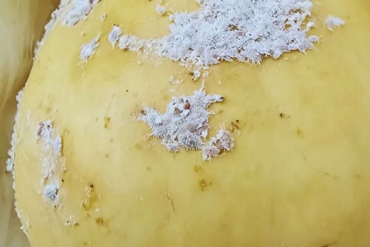 En la foto se observan las hembras ovíparas y los sacos ovígeros de Pseudococcus viburni correspondiente a la cría artificial. En la foto se observan las hembras ovíparas y los sacos ovígeros de Pseudococcus viburni correspondiente a la cría artificial.