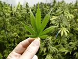 Marihuana de exportación: Jujuy enviará flores de cannabis a Europa y Australia
