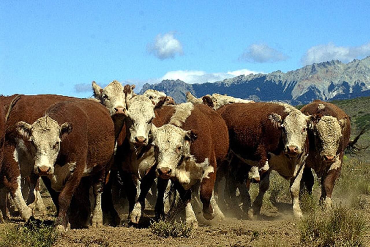 Los frigoríficos de la Patagonia se unieron al reclamo de no tocar la barrea sanitaria del río Colorado.