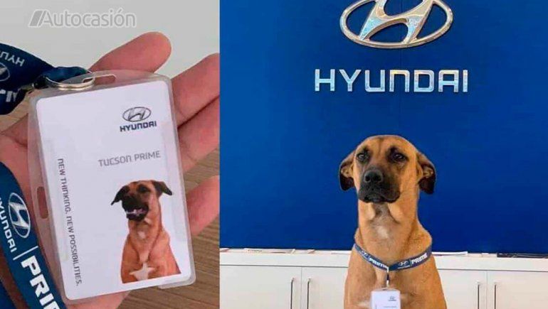 Contratan a un perro de la calle en una concesionaria