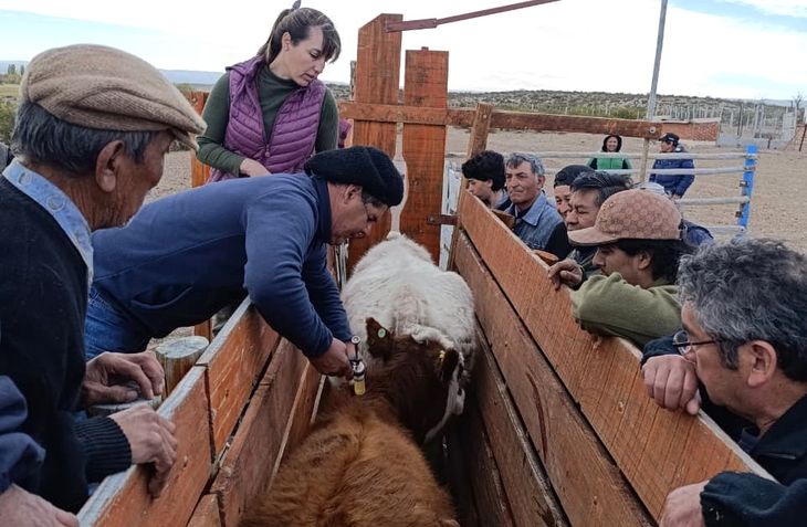 La plaga que transforma los campos – Zorros y pumas obligan a abandonar ovinos y optar por bovinos en zonas áridas. Foto: Ente de la Región Sur. La plaga que transforma los campos – Zorros y pumas obligan a abandonar ovinos y optar por bovinos en zonas áridas. Foto: Ente de la Región Sur.