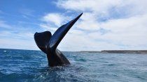 Avistaje de ballenas en Península Valdés, Chubut. Avistaje de ballenas en Península Valdés, Chubut.