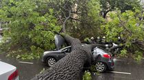 El árbol destruyó un árbol. Hubo varios heridos / Foto Gentileza