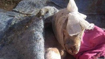 perros sueltos mutilaron animales de la epea 1 de las ovejas perros sueltos mutilaron animales de la epea 1 de las ovejas