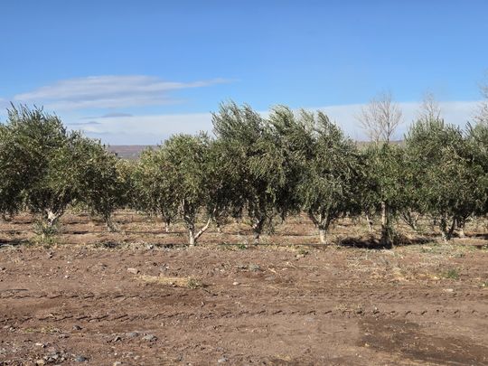 El despertar de la meseta: Arrancó la cosecha de olivos en el corazón del desierto patagónico.