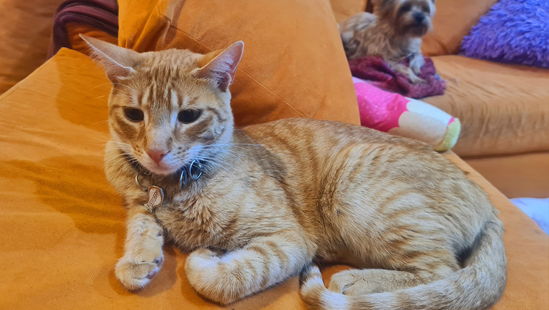 Perdió su gato en Plottier y apareció 30 días después en Comodoro Rivadavia