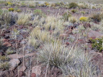 Desde el INTA Bariloche se realizó la primera inscripción de un Área Productora de Semillas forrajeras para una especie nativa patagónica. 