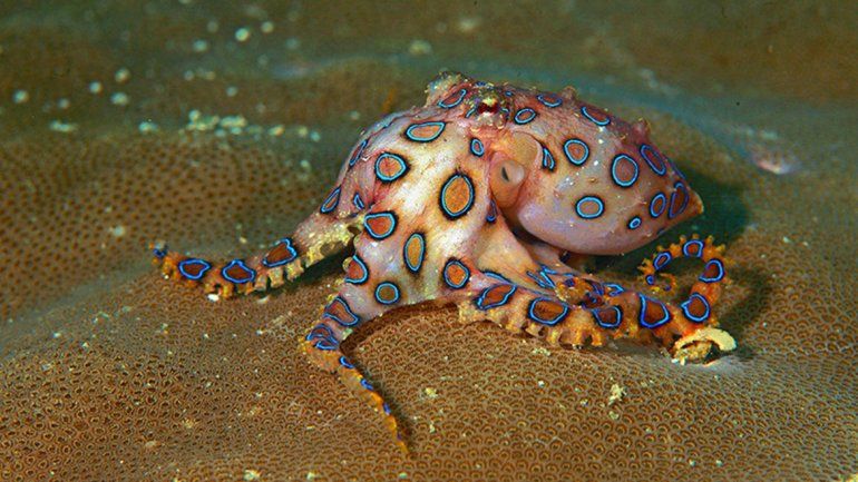 Sus hijas le regalan conchas marinas y casi lo matan