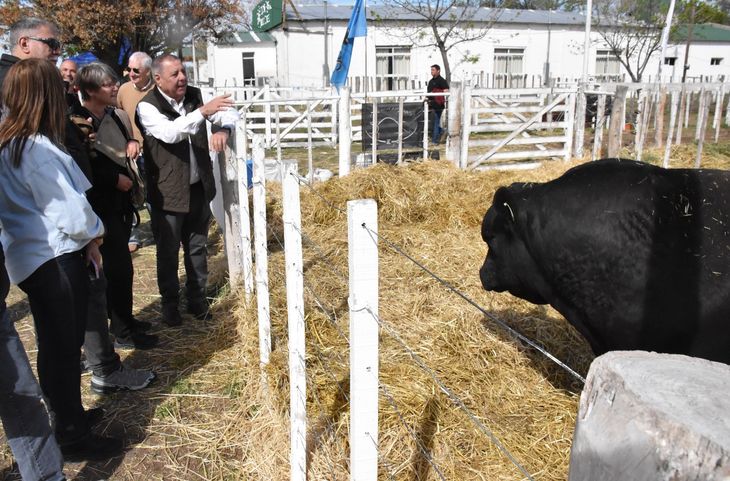 Senador Alfredo de Angeli (PRO) resaltó la calidad genética de los productores. Senador Alfredo de Angeli (PRO) resaltó la calidad genética de los productores.