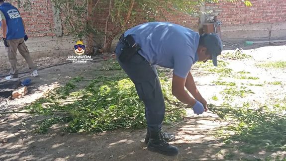 Allanaron por un robo y encontraron 160 plantas de marihuana