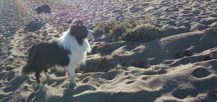 Siempre alertas, los Border Collies tienen genética de trabajo. Siempre alertas, los Border Collies tienen genética de trabajo. 
