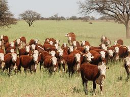 Argentina tiene 53 millones de cabezas, en un ecosistema sostenible y que garantiza el bienestar y la sanidad animal. Argentina tiene 53 millones de cabezas, en un ecosistema sostenible y que garantiza el bienestar y la sanidad animal.