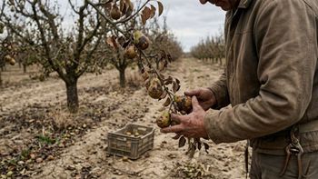 El sector frutícola enfrenta una de las peores campañas de las últimas décadas, con menor producción, aumento de costes y preocupación por la rentabilidad. | LM Neuquen El sector frutícola enfrenta una de las peores campañas de las últimas décadas, con menor producción, aumento de costes y preocupación por la rentabilidad.