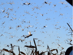 Las langostas son plagas migratorias y transfronterizas. Foto: Senasa Las langostas son plagas migratorias y transfronterizas. Foto: Senasa