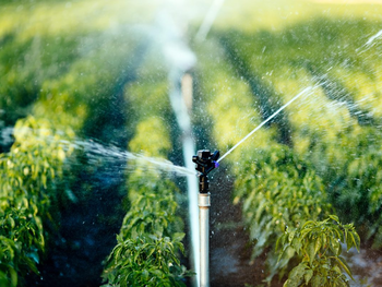 neuquen lanza incentivos para productores: ¿primer paso hacia una matriz productiva mas amplia?