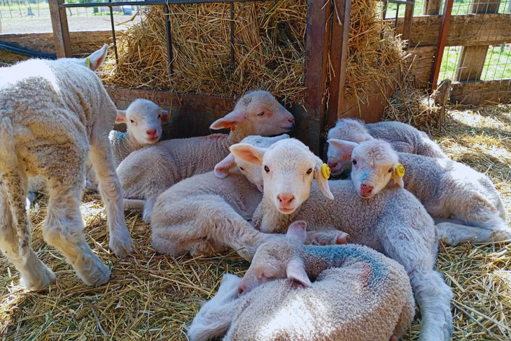 Carnero Merino Dohne adulto en pastizal patag&oacute;nico: hasta 120 kg de peso vivo y lana fina de alto valor comercial. Foto: INTA