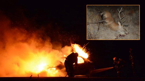 Chocó contra un ciervo y se  le prendió fuego el auto