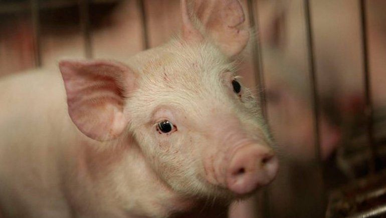 El hallazgo de Google Maps intriga a varios internautas