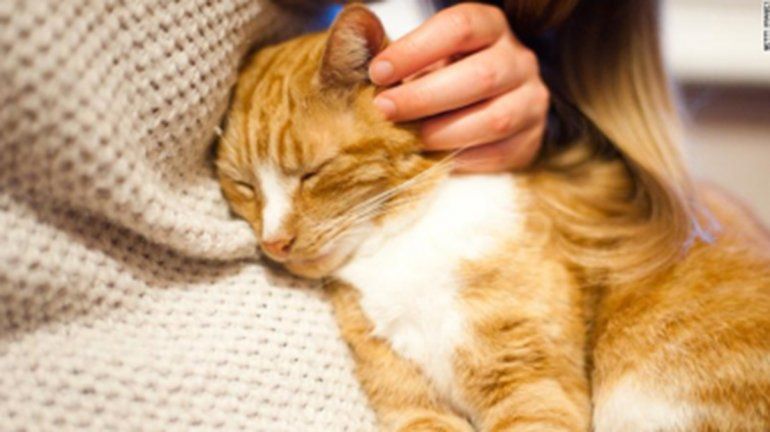 Un gato doméstico dio positivo para coronavirus en Reino Unido