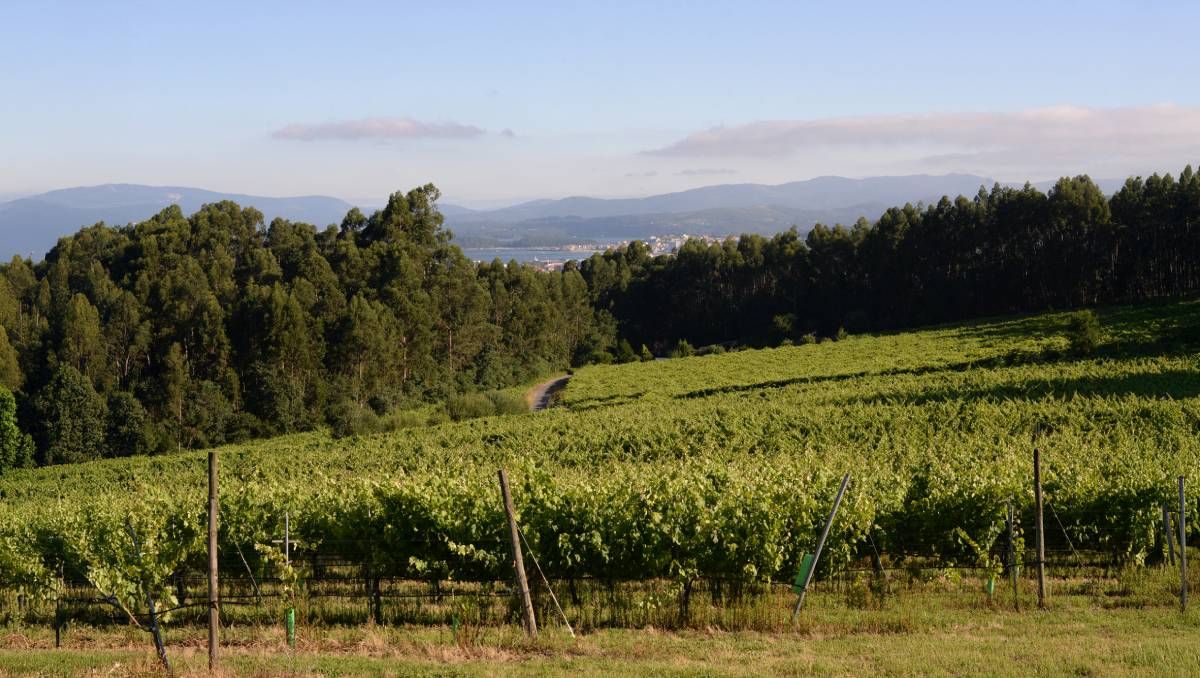 Vinos oceánicos versus vinos continentales