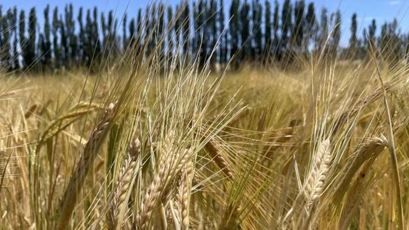 Primeros ensayos de cebada obtuvieron resultados alentadores en Neuquén