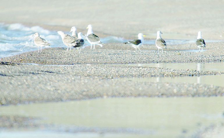 El miércoles se confirmó el hallazgo de aves muertas con influenza aviar.