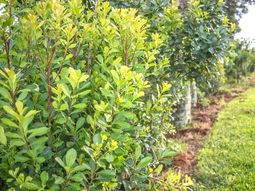 El mapa presenta datos precisos de superficie, edad y densidad. El mapa presenta datos precisos de superficie, edad y densidad.