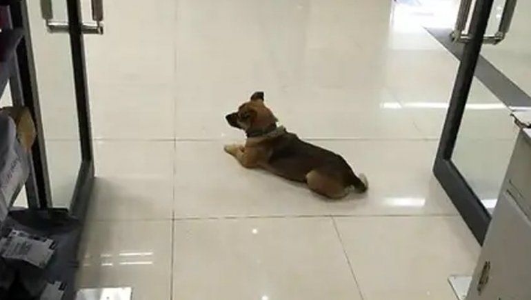 El perro que conmovió por su lealtad: esperó 3 meses en el hospital a su dueño que murió de coronavirus