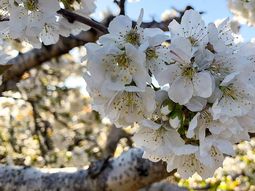 Temperaturas mínimas sobre los 7ºC. Temperaturas mínimas sobre los 7ºC.