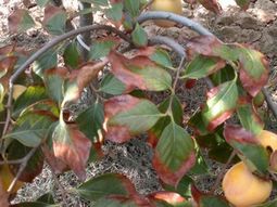 El descubrimiento abre nuevas posibilidades para cultivar manzanas en suelos degradados, reduciendo pérdidas y mejorando la productividad. El descubrimiento abre nuevas posibilidades para cultivar manzanas en suelos degradados, reduciendo pérdidas y mejorando la productividad.