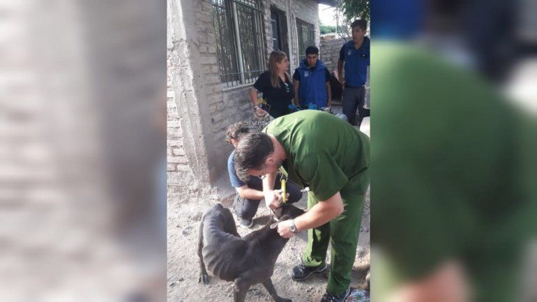 Allanan una vivienda para rescatar perros muy desnutridos: ¿Dónde estaban?